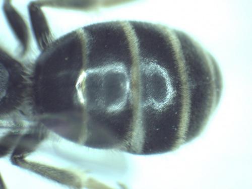Lasioglossum sp.